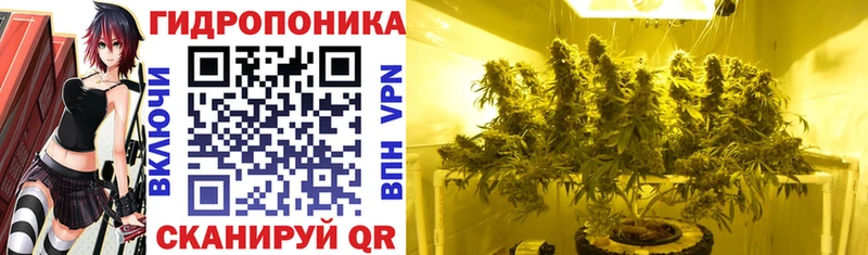 Конопля конопля Западная Двина